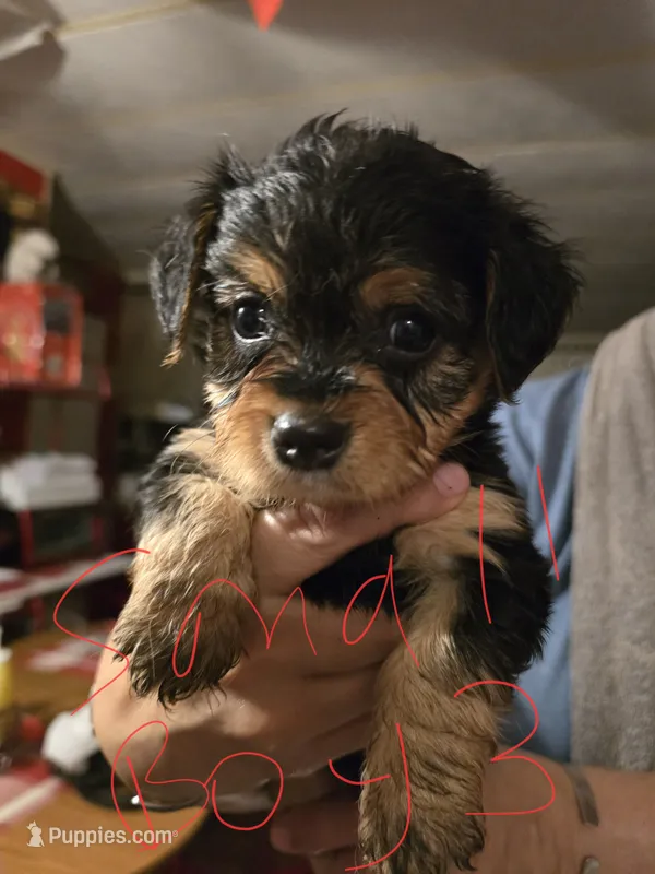 Bradley – Dutch Smoushond, Miniature Schnauzer puppy for sale in Orlando, FL
