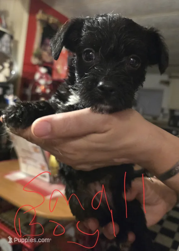 Theo – Dutch Smoushond, Miniature Schnauzer puppy for sale in Orlando, FL