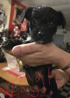 Theo, a male Dutch Smoushond and Miniature Schnauzer for sale in Orlando, FL – 1 of 2