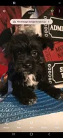 Ragnar, a male Dutch Smoushond and Miniature Schnauzer for sale in Orlando, FL – 3 of 6