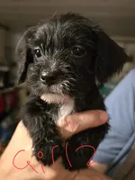 Freya, a female Dutch Smoushond and Miniature Schnauzer for sale in Orlando, FL – 1 of 2