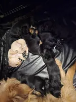 Blondie, a female Dutch Smoushond and Miniature Schnauzer for sale in Orlando, FL – 2 of 2