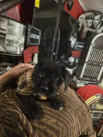 Theo, a male Dutch Smoushond and Miniature Schnauzer for sale in Orlando, FL – 2 of 7