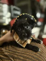 Ragnar, a male Dutch Smoushond and Miniature Schnauzer for sale in Orlando, FL – 2 of 6