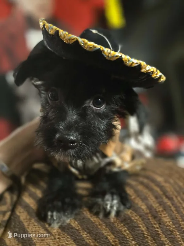Ragnar – Dutch Smoushond, Miniature Schnauzer puppy for sale in Orlando, FL