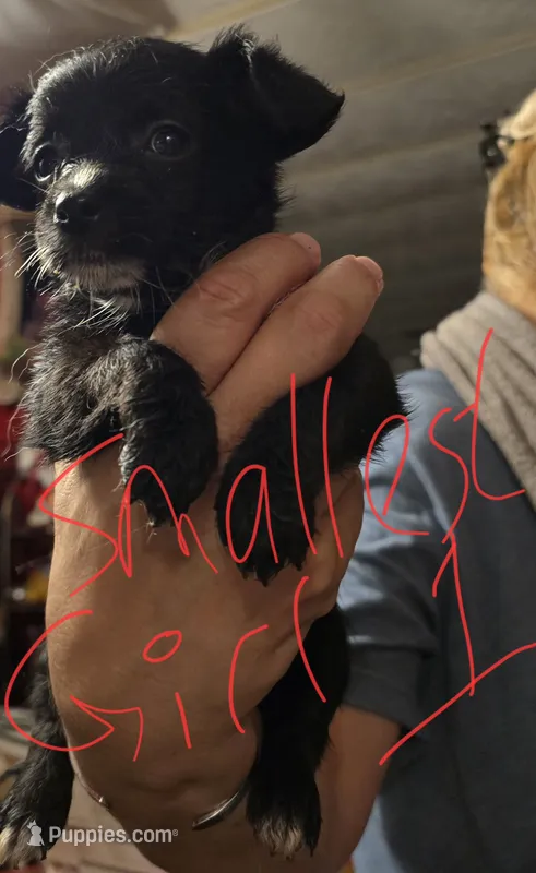 Sheba – Dutch Smoushond, Miniature Schnauzer puppy for sale in Orlando, FL