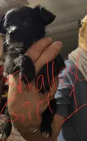 Sheba, a female Dutch Smoushond and Miniature Schnauzer for sale in Orlando, FL – 5 of 6
