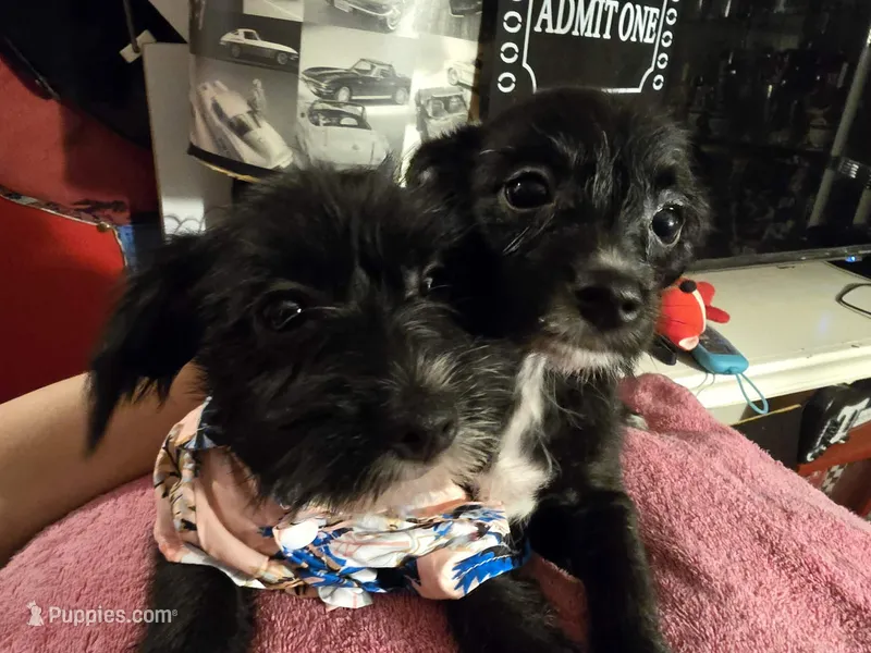 Sheba – Dutch Smoushond, Miniature Schnauzer puppy for sale in Orlando, FL