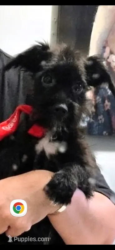Ragnar – Dutch Smoushond, Miniature Schnauzer puppy for sale in Orlando, FL