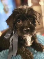 Theo, a male Dutch Smoushond and Miniature Schnauzer for sale in Orlando, FL – 3 of 7