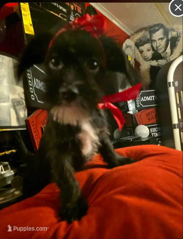 Blackie – Dutch Smoushond, Miniature Schnauzer puppy for sale in Orlando, FL