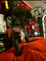 Blackie, a female Dutch Smoushond and Miniature Schnauzer for sale in Orlando, FL – 1 of 5