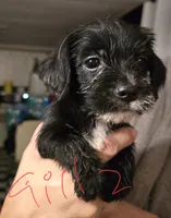 Blackie, a female Dutch Smoushond and Miniature Schnauzer for sale in Orlando, FL – 2 of 2