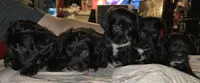 Sheba, a female Dutch Smoushond and Miniature Schnauzer for sale in Orlando, FL – 3 of 8