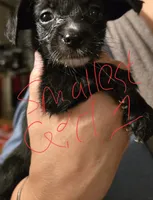 Sheba, a female Dutch Smoushond and Miniature Schnauzer for sale in Orlando, FL – 6 of 6