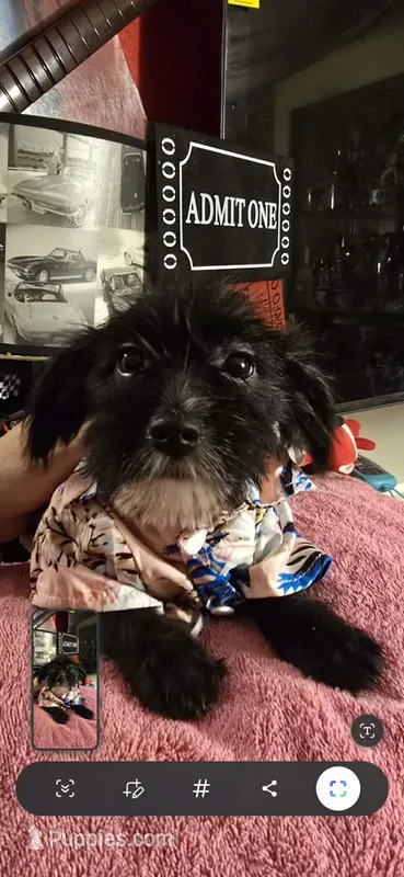 Blackie – Dutch Smoushond, Miniature Schnauzer puppy for sale in Orlando, FL