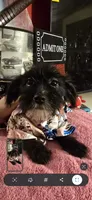 Blackie, a female Dutch Smoushond and Miniature Schnauzer for sale in Orlando, FL – 2 of 5