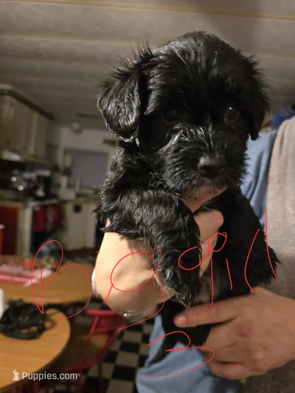 Blackie – Dutch Smoushond, Miniature Schnauzer puppy for sale in Orlando, FL