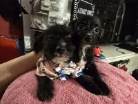 Sheba, a female Dutch Smoushond and Miniature Schnauzer for sale in Orlando, FL – 2 of 6