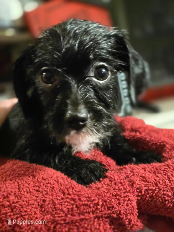 Ragnar – Dutch Smoushond, Miniature Schnauzer puppy for sale in Orlando, FL