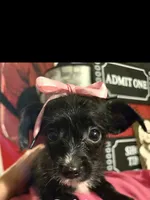 Sheba, a female Dutch Smoushond and Miniature Schnauzer for sale in Orlando, FL – 3 of 6