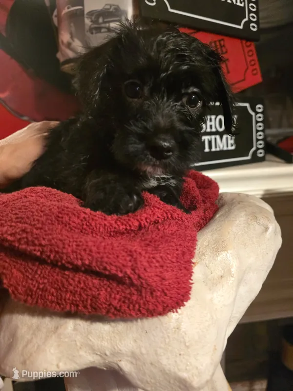 Theo – Dutch Smoushond, Miniature Schnauzer puppy for sale in Orlando, FL