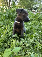 Light blue, a female Belgian Malinois and Labrador Retriever for sale in San Antonio, TX – 3 of 5