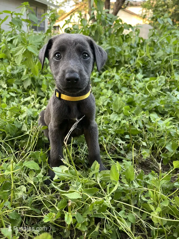 Yellow – Belgian Malinois, Labrador Retriever puppy for sale in San Antonio, TX