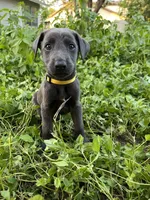 Yellow, a male Belgian Malinois and Labrador Retriever for sale in San Antonio, TX – 1 of 3