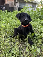 Orange , a female Belgian Malinois and Labrador Retriever for sale in San Antonio, TX – 2 of 4