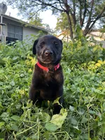 Red, a male Belgian Malinois and Labrador Retriever for sale in San Antonio, TX – 3 of 6