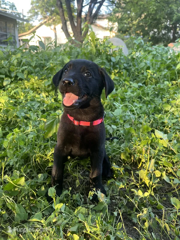 Pink – Belgian Malinois, Labrador Retriever puppy for sale in San Antonio, TX