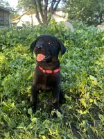 Pink, a male Belgian Malinois and Labrador Retriever for sale in San Antonio, TX – 1 of 4