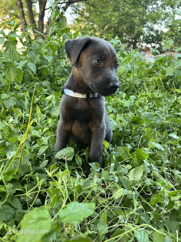 Light blue – Belgian Malinois, Labrador Retriever puppy for sale in San Antonio, TX