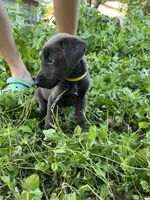 Yellow, a male Belgian Malinois and Labrador Retriever for sale in San Antonio, TX – 3 of 3