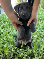 Purple, a female Belgian Malinois and Labrador Retriever for sale in San Antonio, TX – 3 of 4