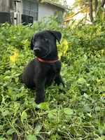 Red, a male Belgian Malinois and Labrador Retriever for sale in San Antonio, TX – 4 of 6