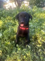 Pink, a male Belgian Malinois and Labrador Retriever for sale in San Antonio, TX – 2 of 4