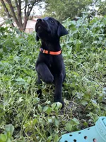Orange , a female Belgian Malinois and Labrador Retriever for sale in San Antonio, TX – 3 of 4