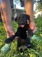 Pink, a male Belgian Malinois and Labrador Retriever for sale in San Antonio, TX – 3 of 4