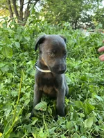 Light blue, a female Belgian Malinois and Labrador Retriever for sale in San Antonio, TX – 2 of 5