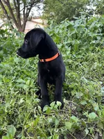 Orange , a female Belgian Malinois and Labrador Retriever for sale in San Antonio, TX – 4 of 4
