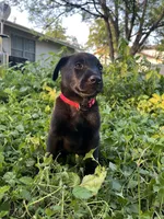 Red, a male Belgian Malinois and Labrador Retriever for sale in San Antonio, TX – 5 of 6