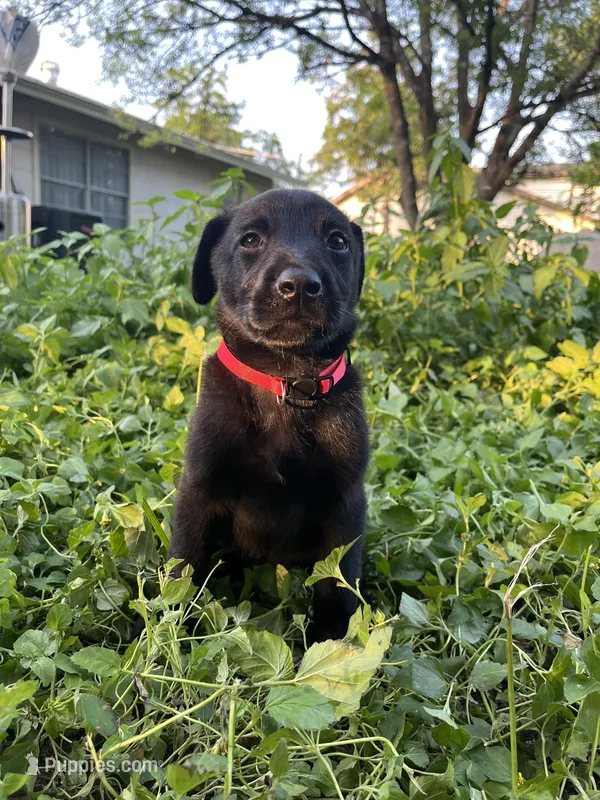 Red – Belgian Malinois, Labrador Retriever puppy for sale in San Antonio, TX