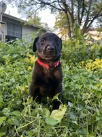 Red, a male Belgian Malinois and Labrador Retriever for sale in San Antonio, TX – 1 of 6