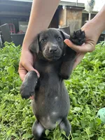 Light blue, a female Belgian Malinois and Labrador Retriever for sale in San Antonio, TX – 4 of 5