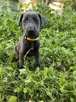 Yellow, a male Belgian Malinois and Labrador Retriever for sale in San Antonio, TX – 2 of 3