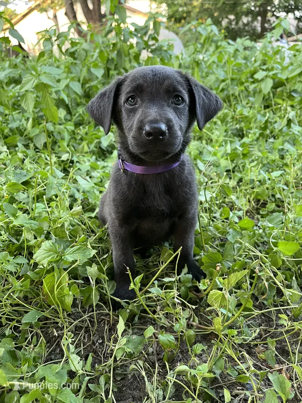 Purple – Belgian Malinois, Labrador Retriever puppy for sale in San Antonio, TX
