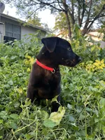 Red, a male Belgian Malinois and Labrador Retriever for sale in San Antonio, TX – 2 of 6