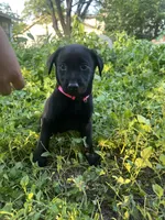Pink, a male Belgian Malinois and Labrador Retriever for sale in San Antonio, TX – 4 of 4